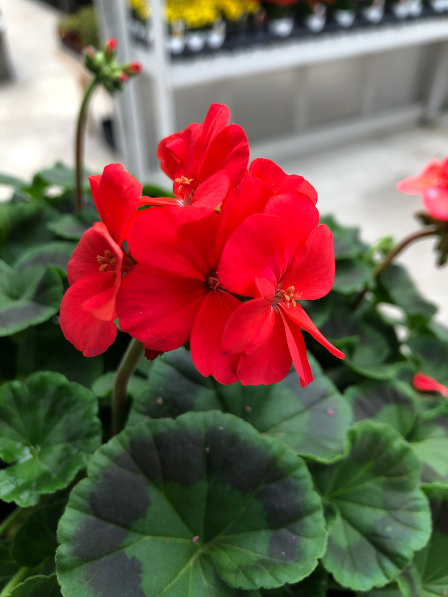 maverick coral geranium seeds Geranium Seed Maverick Coral – The Greenery Garden Centre
