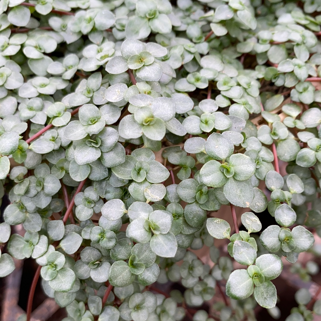 Pilea Glauca – The Greenery Garden Centre