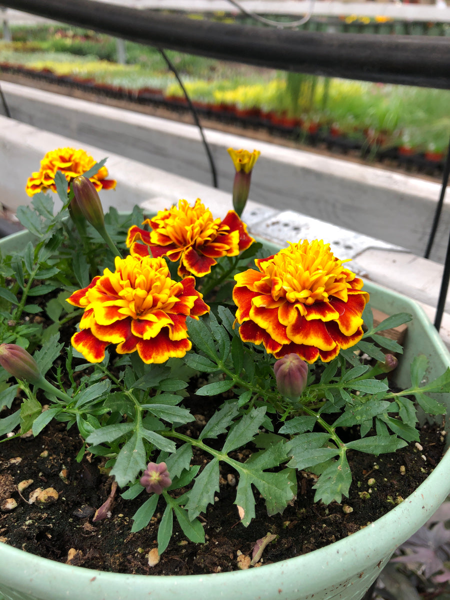 Marigold Bonanza Bee – The Greenery Garden Centre