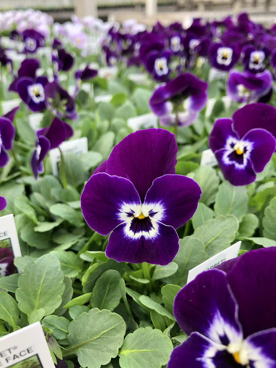 violet_pip 出品 Violas Sorbet Purple Face – The Greenery Garden Centre