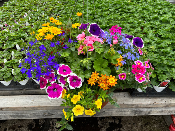 12" Mixed Basket for Sun