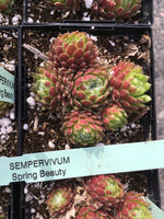 Sempervivum ‘Spring Beauty’