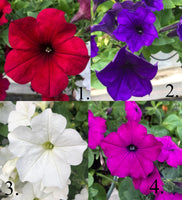 Petunias Frosted Berry Wave Mix