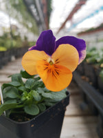 Violas Penny Orange Jump-Up