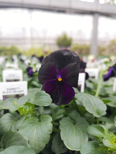 Violas Sorbet Black Delight
