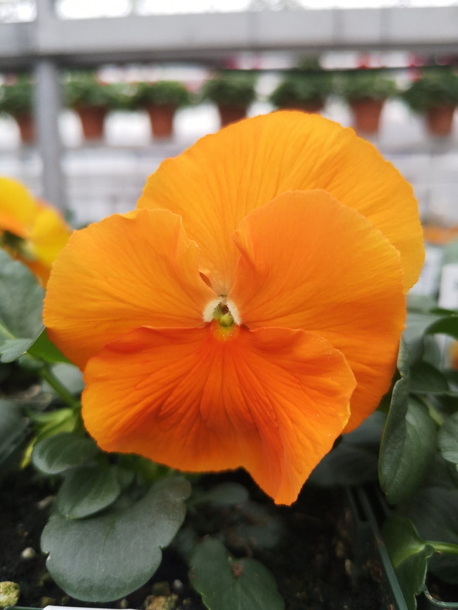 Pansy Spring Matrix Deep Orange – The Greenery Garden Centre