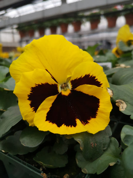 Pansy Mammoth Queen Yellow Bee