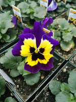Pansy Inspire Yellow Purple Wing