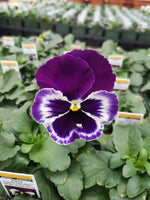 Pansy Inspire White Violet Wing