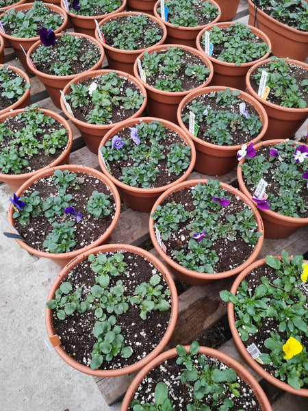 dillen plant pots 8" Round Dillen Planter Trailing Pansy – The Greenery Garden Centre