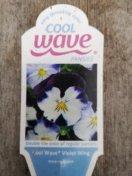Pansy Cool Wave Violet Wing