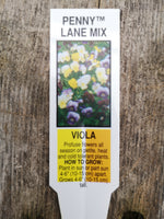 Viola Penny Lane Mix Pack