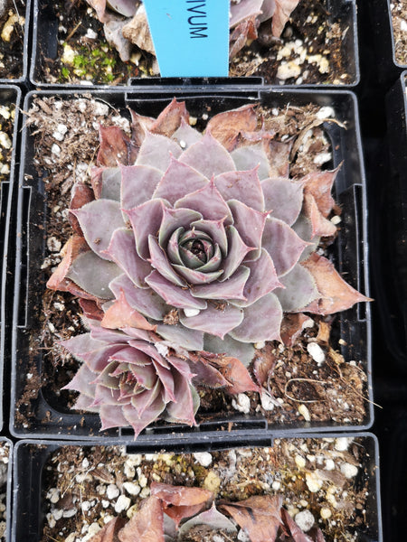 Sempervivum ‘Excalibur’