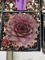 Sempervivum ‘Peggy’