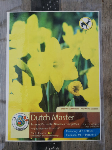 Daffoldil Dutch Master