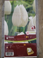 Tulips Diana