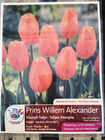 Tulips Prins Willem Alexander
