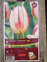 Tulips Canadian Celebration