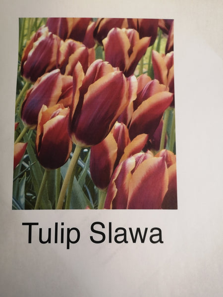 Tulips Slawa