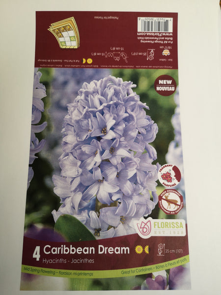 Hyacinth Caribbean Dream