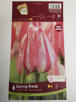 Tulips Spryng Break