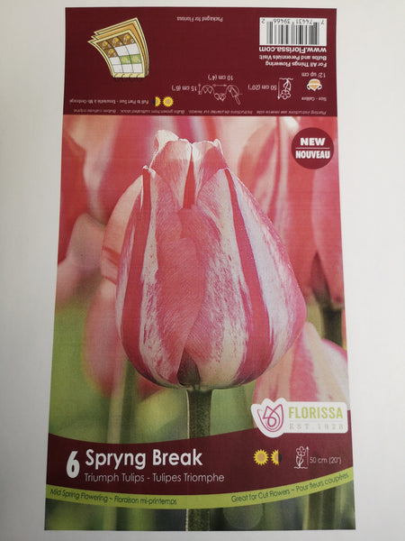 Tulips Spryng Break