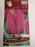 Tulips Purple Princess
