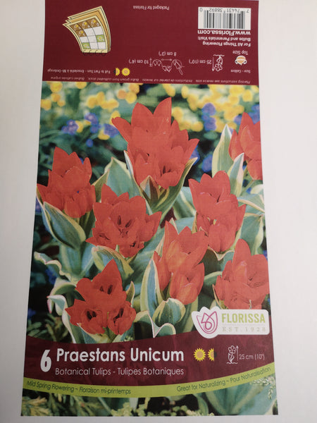 Tulips Praestans Unicum