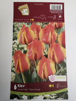 Tulips Kiev