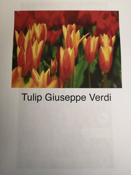Tulips Giuseppi Verdi