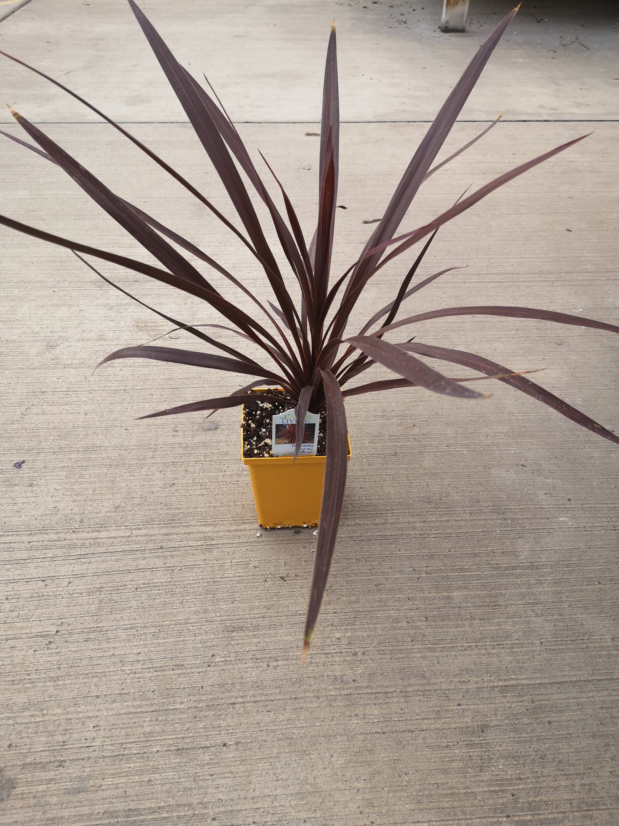 cordyline dracaena red spikes Dracaena