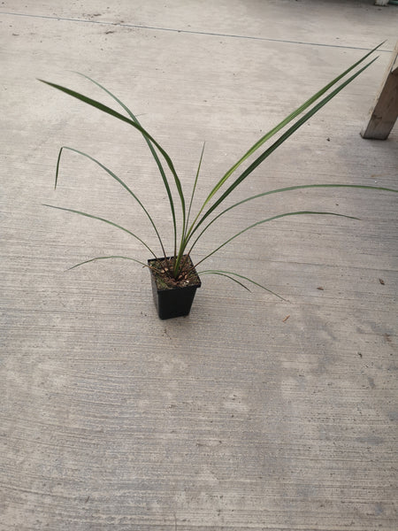 cordyline dracaena spikes Dracaena