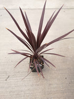 dracaena red star Dracaena