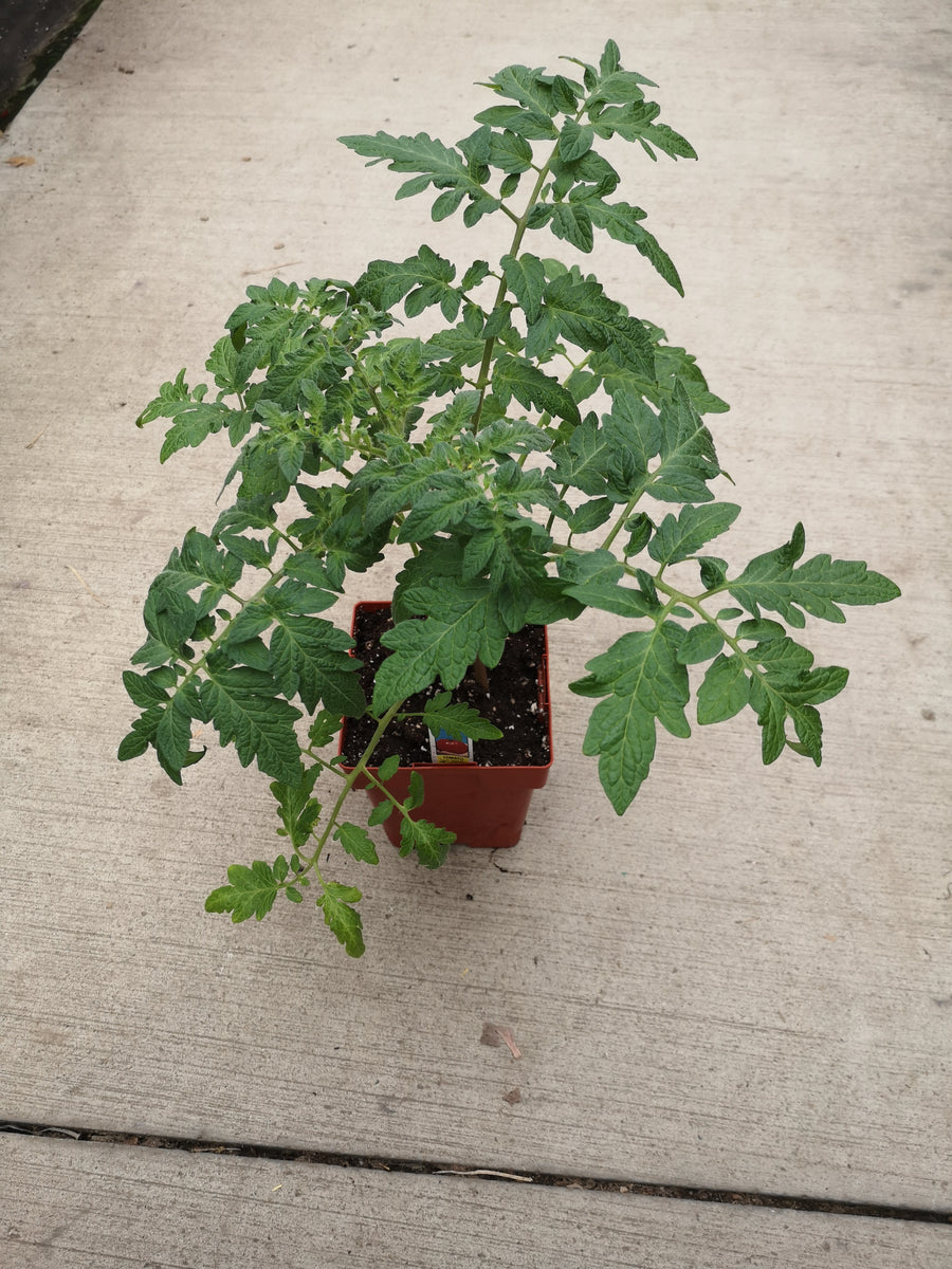 Tomato Whopper – The Greenery Garden Centre