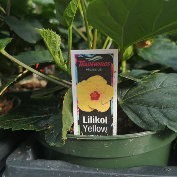Hibiscus Lilikoi Yellow