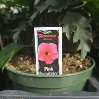 Hibiscus Pink Versicolor