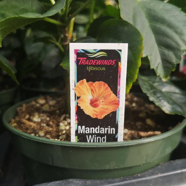 Hibiscus Wind Mandarin
