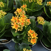 Kalanchoe Calanday Milos