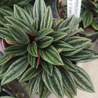 Pepperomia Caperata Rosso