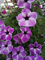 Petunias Orchid Frost