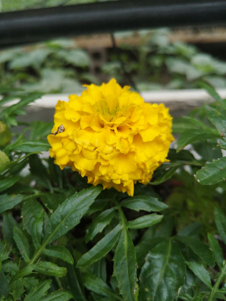 Marigold Marvel Gold