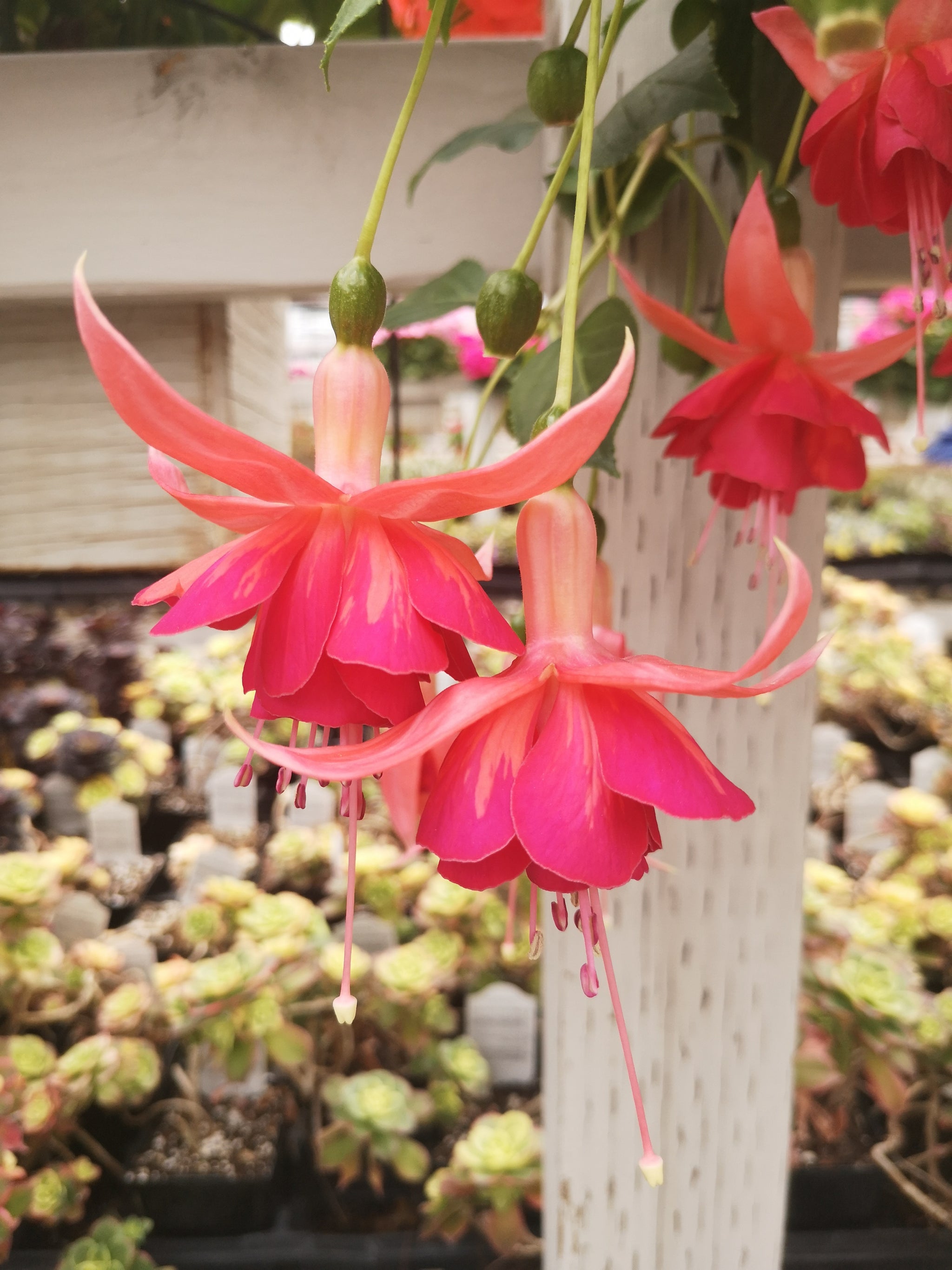 Fuchsia Dancing Flame – The Greenery Garden Centre
