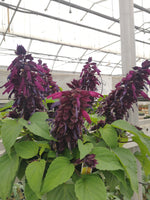 Salvia Vista Purple