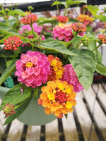 Lantana Lucky Rose Sunrise