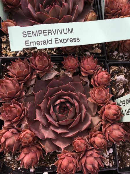 emerald empress succulent Sempervivum 'Emerald Empress' – The Greenery Garden Centre