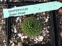 Sempervivum ‘Green Wheel’