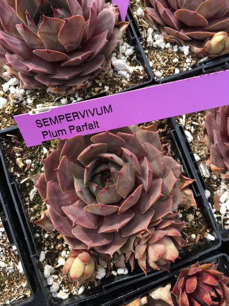 Sempervivum ‘Plum Parfait’