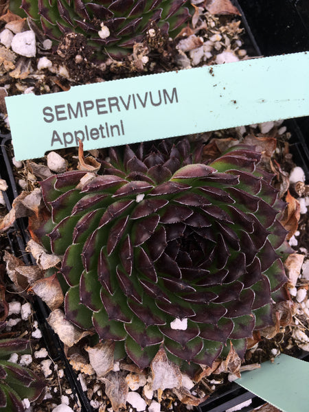Sempervivum ‘Appletini’