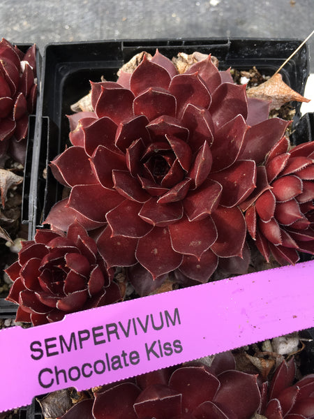 Sempervivum ‘Chocolate Kiss’