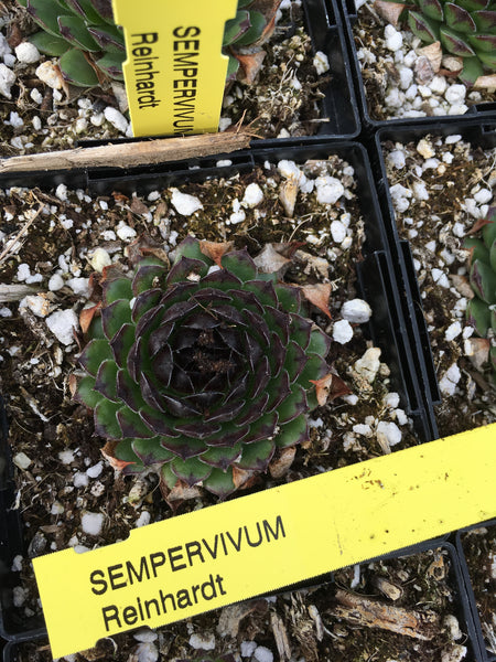 Sempervivum ‘Reinhardt’